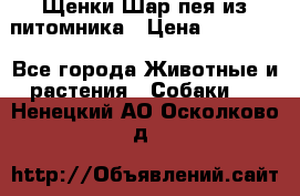Щенки Шар пея из питомника › Цена ­ 25 000 - Все города Животные и растения » Собаки   . Ненецкий АО,Осколково д.